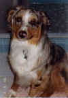 Buck.jpg (146057 bytes)