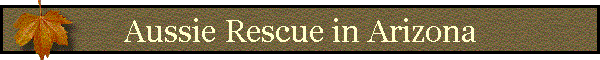 Aussie Rescue in Arizona